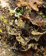 Pseudocyphellaria citrina