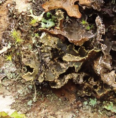 Pseudocyphellaria citrina