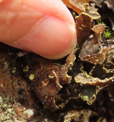 Pseudocyphellaria citrina