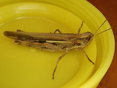 Aiolopus thalassinus dubius