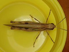 Aiolopus thalassinus dubius