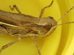 Aiolopus thalassinus dubius