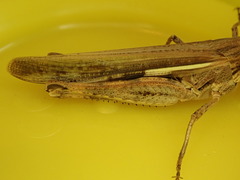 Aiolopus thalassinus dubius