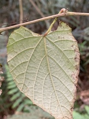Vitis kelungensis