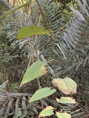 Vitis kelungensis
