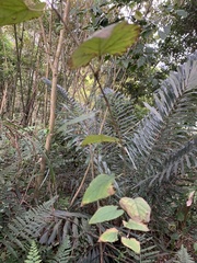 Vitis kelungensis