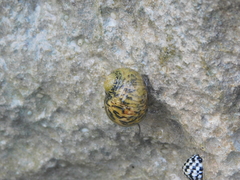 Nerita versicolor