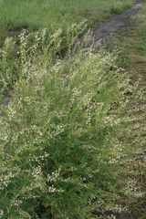 Melilotus wolgicus