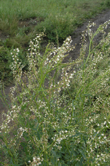 Melilotus wolgicus