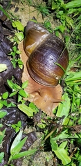 Megalobulimus popelairianus