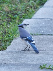 Cyanocitta cristata image