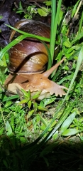Megalobulimus popelairianus