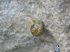 Nerita versicolor
