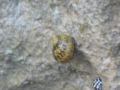 Nerita versicolor