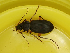 Chlaenius flaviguttatus