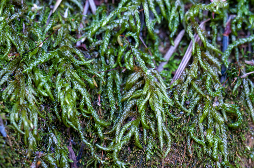 Scleropodium occidentale