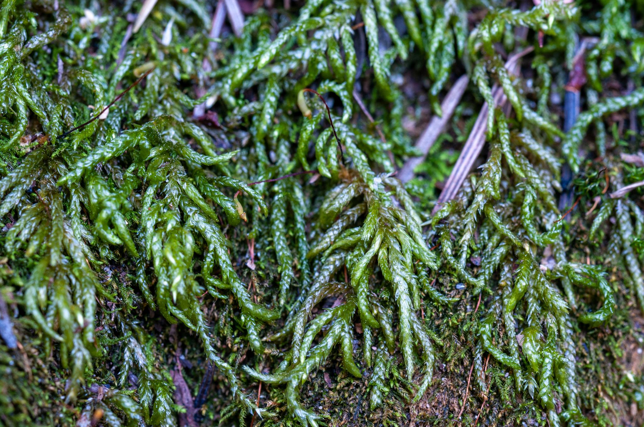 Scleropodium occidentale