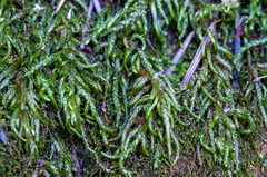 Scleropodium occidentale