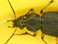 Chlaenius flaviguttatus