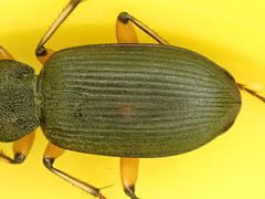 Chlaenius flaviguttatus