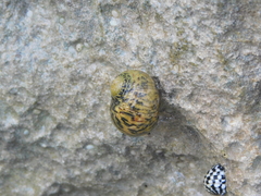 Nerita versicolor