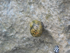 Nerita versicolor