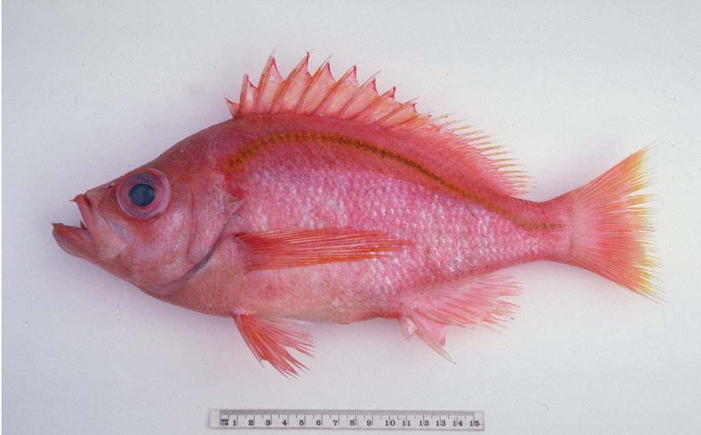 Sharphead Perch
