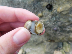Nerita versicolor