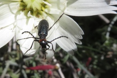 Lytta crotchii