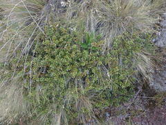 Gaultheria colensoi