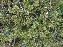 Gaultheria colensoi