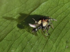 Carrhotus xanthogramma