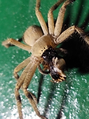 Sparassidae