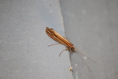 Psychoglypha bella