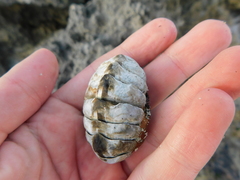 Acanthopleura granulata