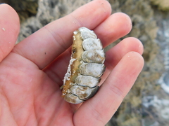 Acanthopleura granulata