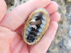 Acanthopleura granulata
