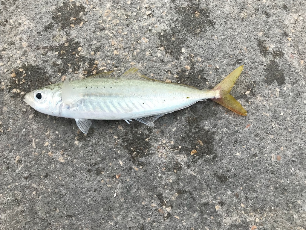 Cigar Minnow from Gulf of Mexico, St. Pete Beach, FL, US on May 12