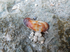 Barbatia domingensis