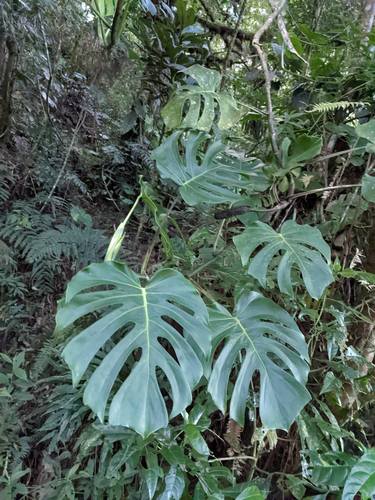 Monstera tacanaensis, photograph 1