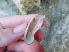 Barbatia domingensis