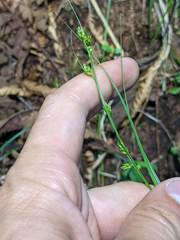 Carex polystachya