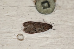 Semioscopis mcdunnoughi