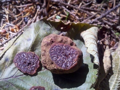 Hydnotrya