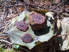 Hydnotrya