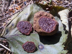 Hydnotrya