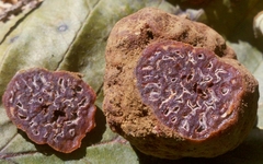 Hydnotrya