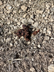 Bassariscus