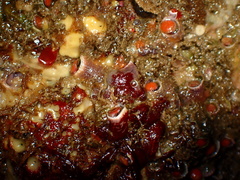 Petaloconchus montereyensis