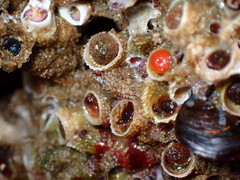 Petaloconchus montereyensis